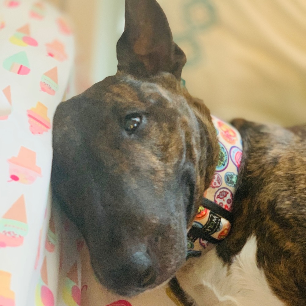 Meet your Posher, Harper